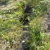 Plants: image 3 Of 42 Thumb